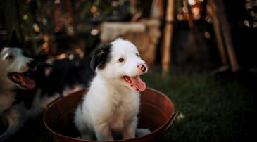 Dr. Fiona McAllister