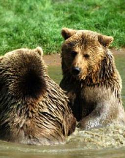 Dr. Fiona McAllister