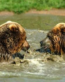 Dr. Fiona McAllister