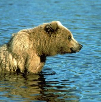 Dr. Fiona McAllister