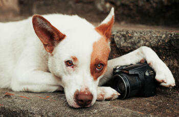 Dr. Fiona McAllister